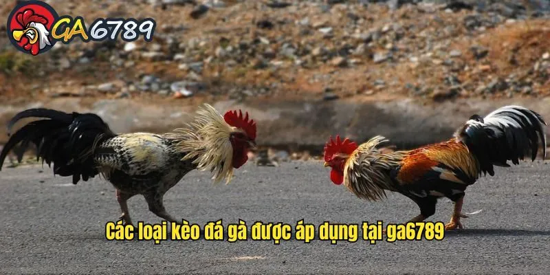 Những loại kèo chọi kê phổ biến mà bạn có thể áp dụng tại Ga6789 kinh-nghiem-ca-cuoc-da-ga-cac-loai-keo