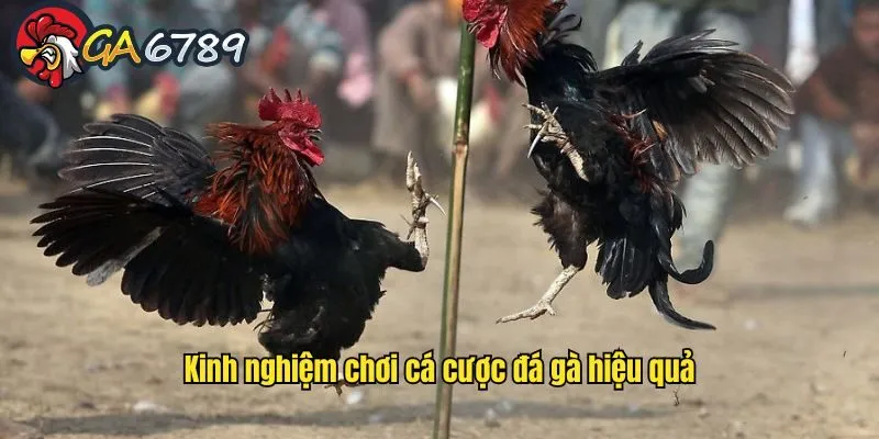 Kinh nghiệm cá cược đá gà dựa vào lịch sử đã đấu kinh-nghiem-ca-cuoc-da-ga-lich-su-thi-dau
