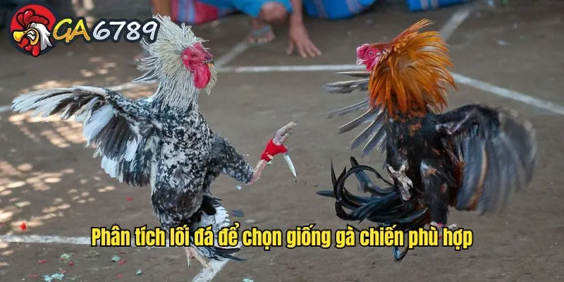 Phân tích lối đá để chọn giống gà chiến phù hợp kinh-nghiem-ca-cuoc-da-ga-theo-giong-ga